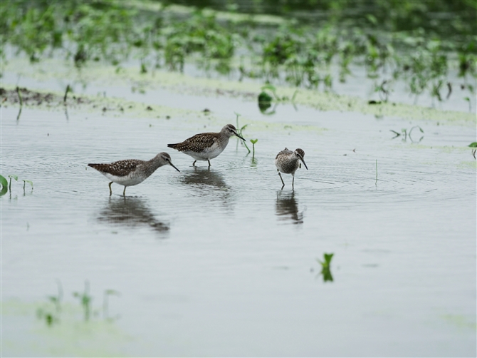 ^JuVM,Wood Sandpiper